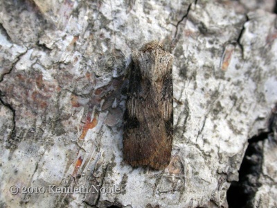 shuttle-shaped dart (Agrotis puta) male, Kenneth Noble